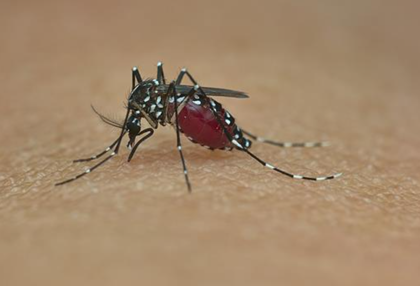孟加拉国今年以来已有302人死于登革热 